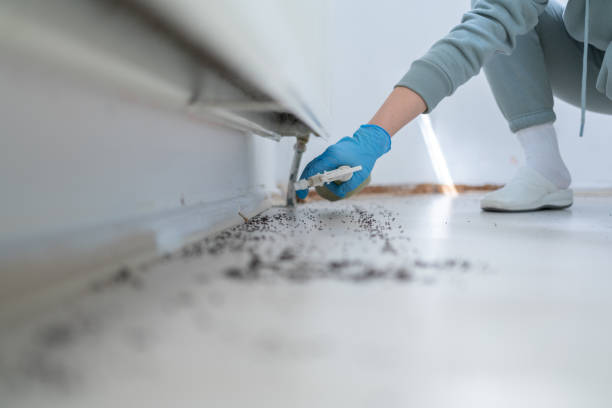 Best Flea Control Services  in Adamstown, MD